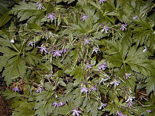 Canary Island geranium: Geranium palmatum. Real Jardín Botánico, Madrid.