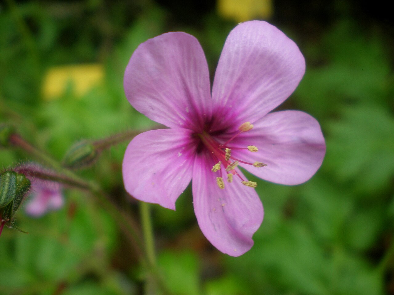 Canary Island geranium: Jardín Botánico de Barcelona.