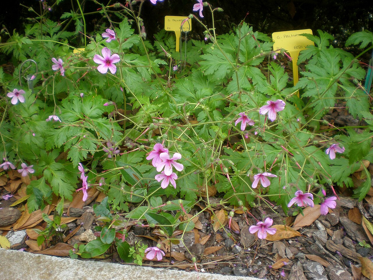 Canary Island geranium: Jardín Botánico de Barcelona.
