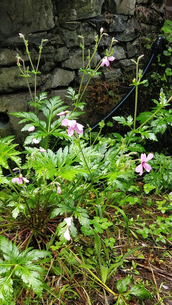 Canary Island geranium (Geranium palmatum)