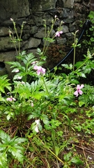 Canary Island geranium (Geranium palmatum)