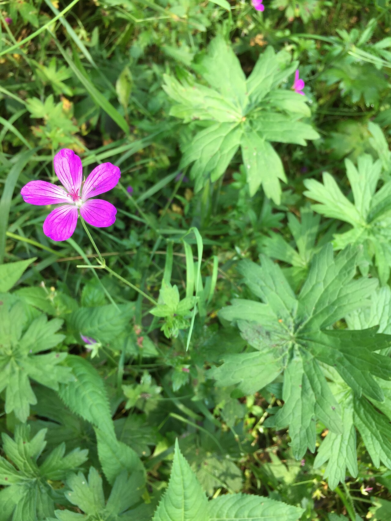 Marsh cranesbill: Geranium palustre flowering.