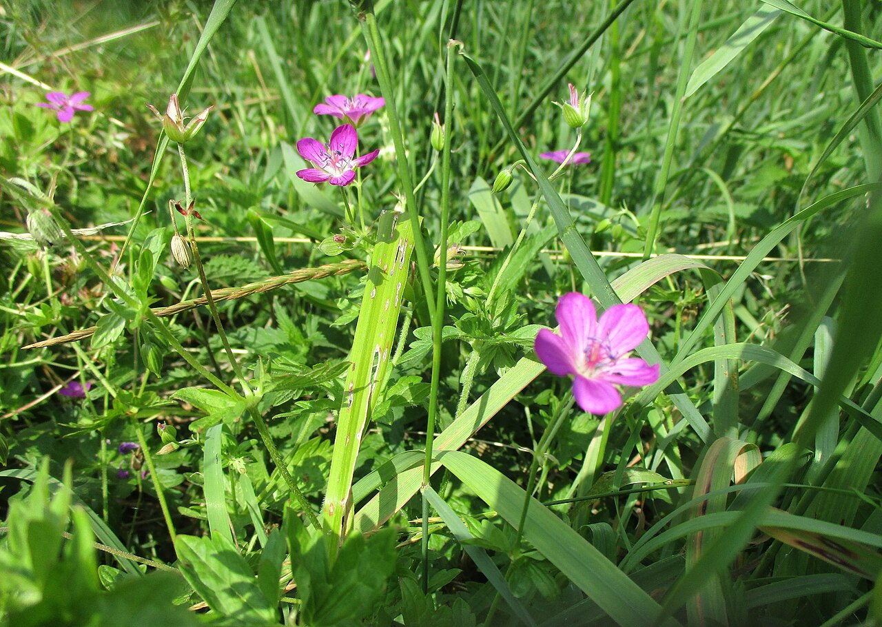 Marsh cranesbill: Sumpf-Storchschnabel ( Geranium palustre ) an der Lohmühle bei Groß-Umstadt