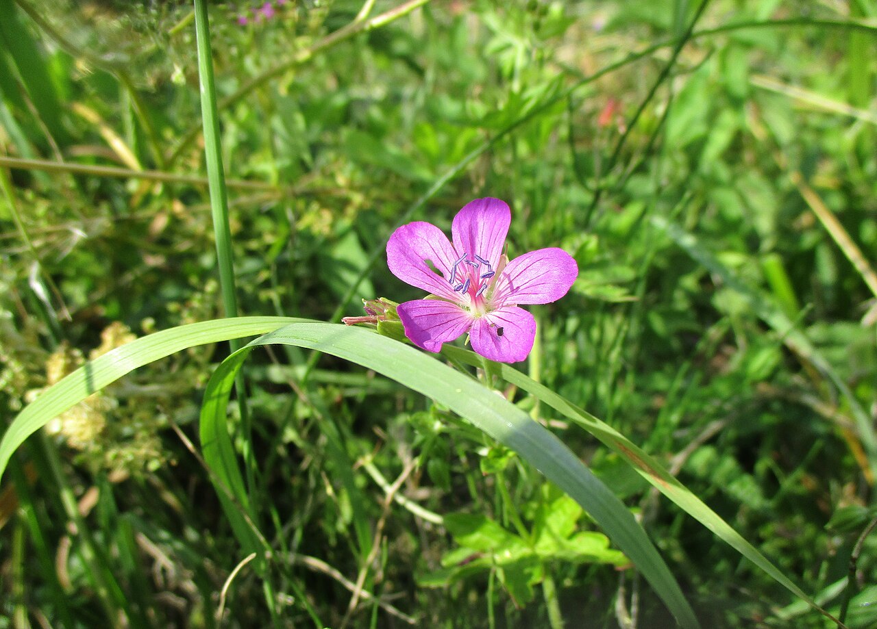 Marsh cranesbill: Sumpf-Storchschnabel ( Geranium palustre ) an der Lohmühle bei Groß-Umstadt