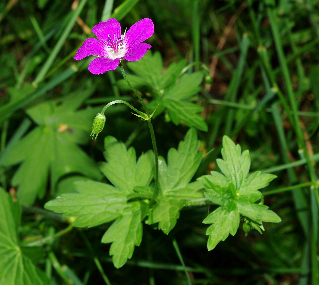 Marsh cranesbill: Bodziszek błotny