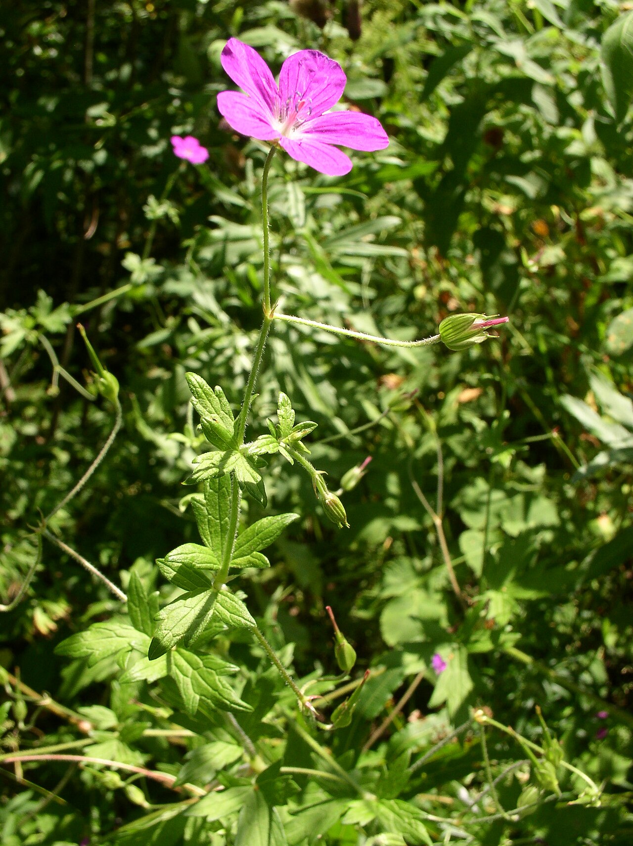 Marsh cranesbill: Geranium palustre in Savonlinna , Finland .