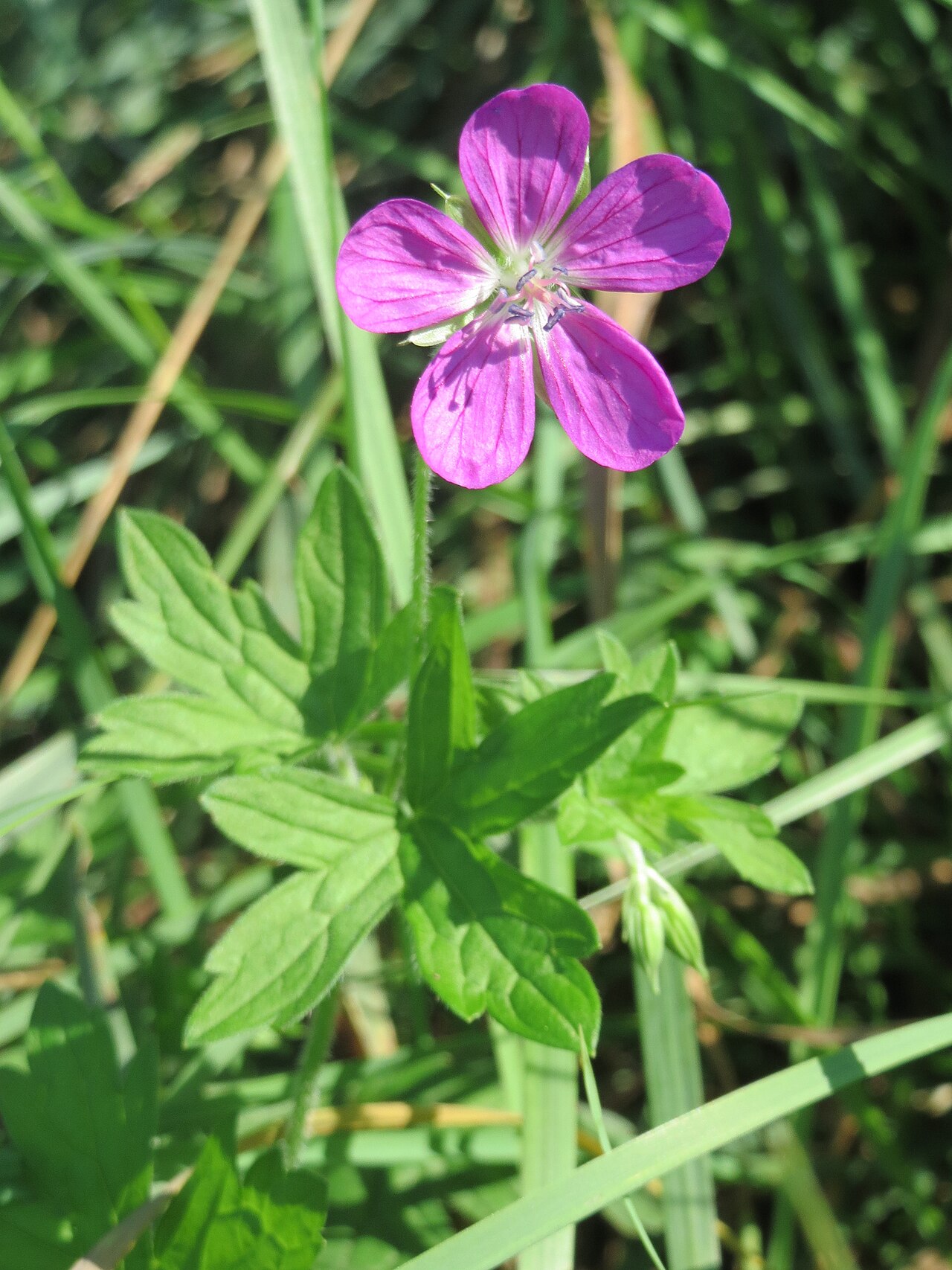 Marsh cranesbill: Sumpf-Storchschnabel ( Geranium palustre ) im Naturschutzgebiet Karl-Ludwig-See