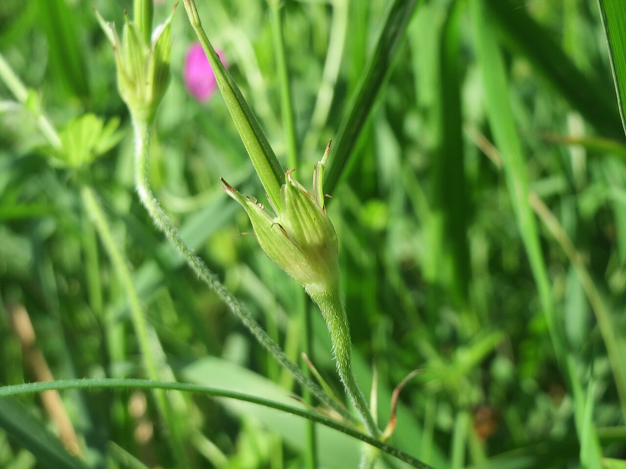 Marsh cranesbill: Sumpf-Storchschnabel ( Geranium palustre ) im Naturschutzgebiet Karl-Ludwig-See