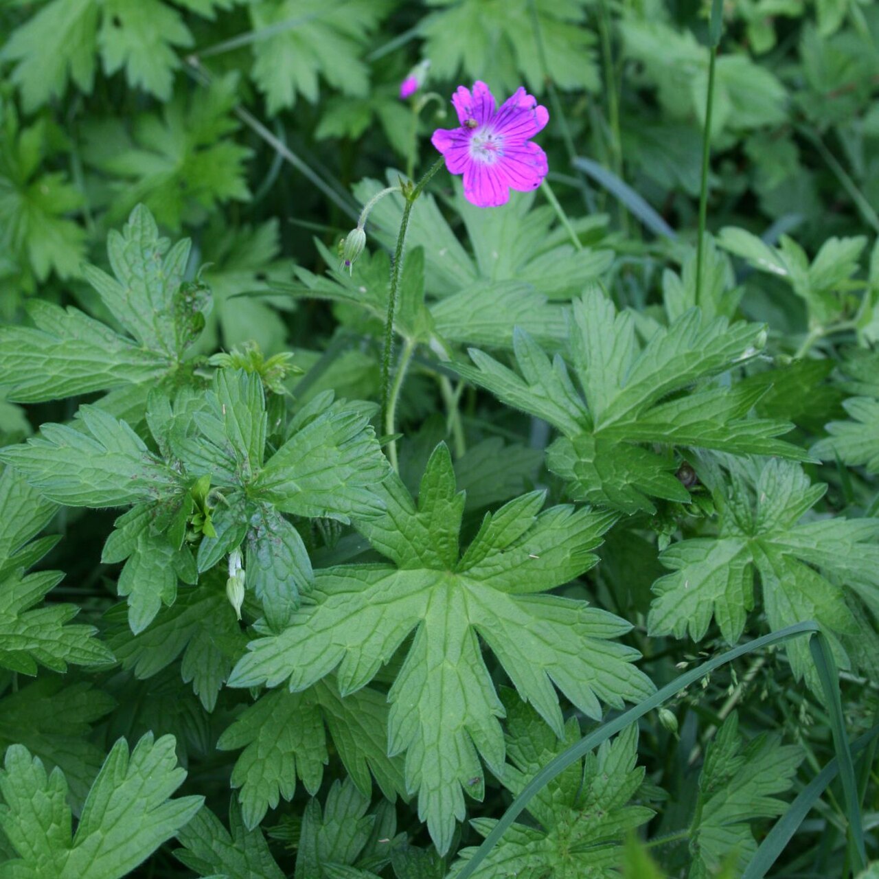 Marsh cranesbill: Sumpf-Storchschnabel ( Geranium palustre ), Storchschnabelgewächse (Geraniaceae) - Österreich/Austria/Autriche: Oberösterreich, Hausruckviertel, Niederholzham N