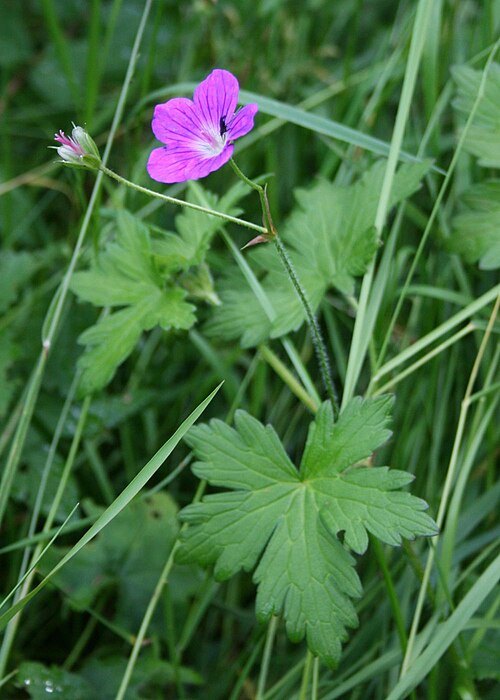 Marsh cranesbill: Sumpf-Storchschnabel ( Geranium palustre ), Storchschnabelgewächse (Geraniaceae) - Österreich/Austria/Autriche: Oberösterreich, Hausruckviertel, Niederholzham N