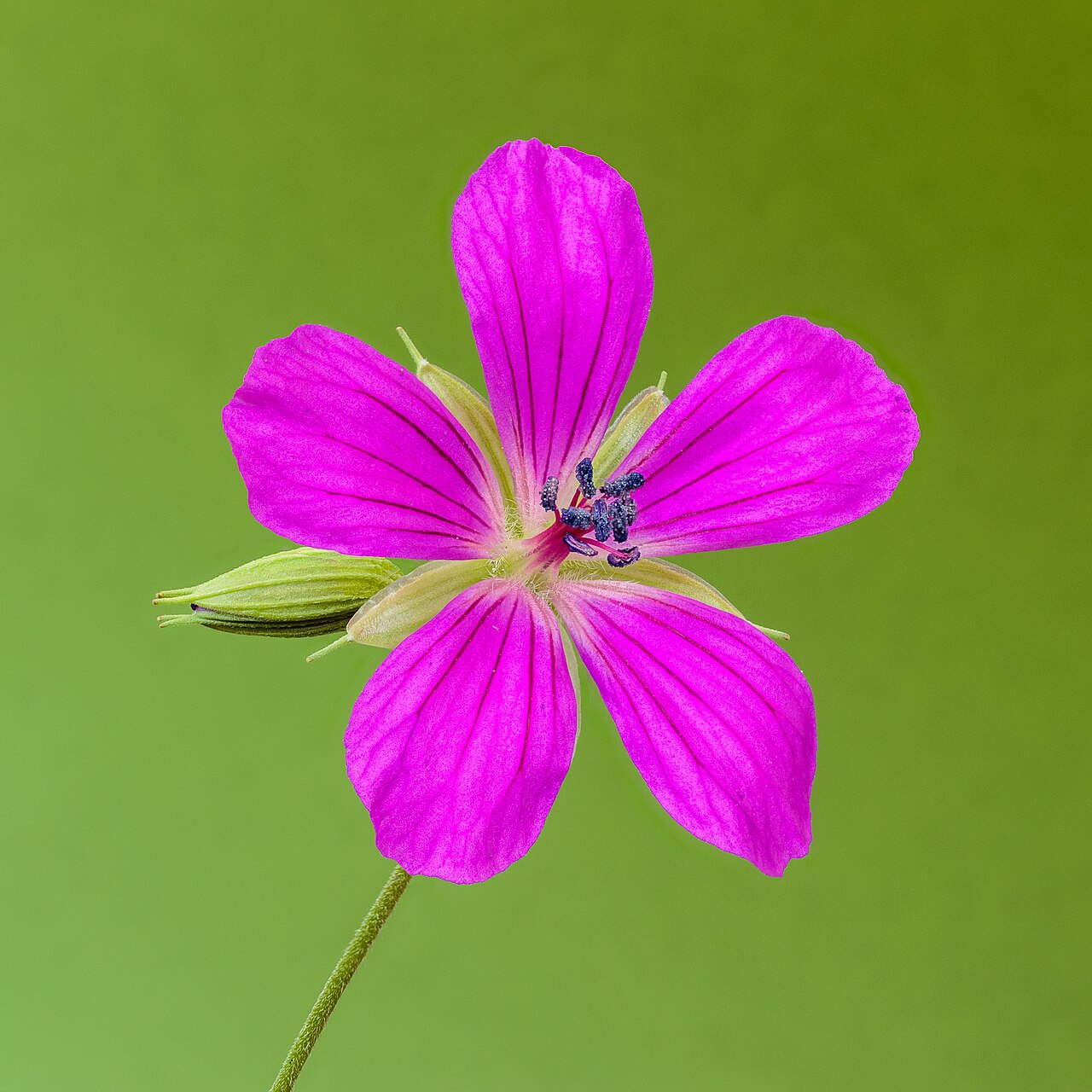 Marsh cranesbill: Flower of an Geranium palustre. Focus stack of 32 photos.
