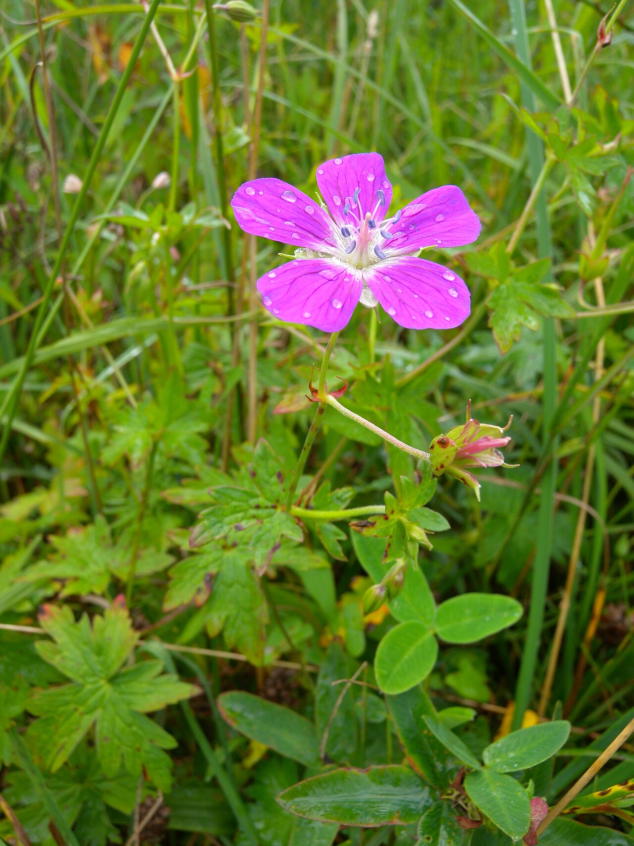 Marsh cranesbill: Geranium palustre (Geraniaceae), in the nature reserve "Sägel" at the Lake Lauerz, Switzerland