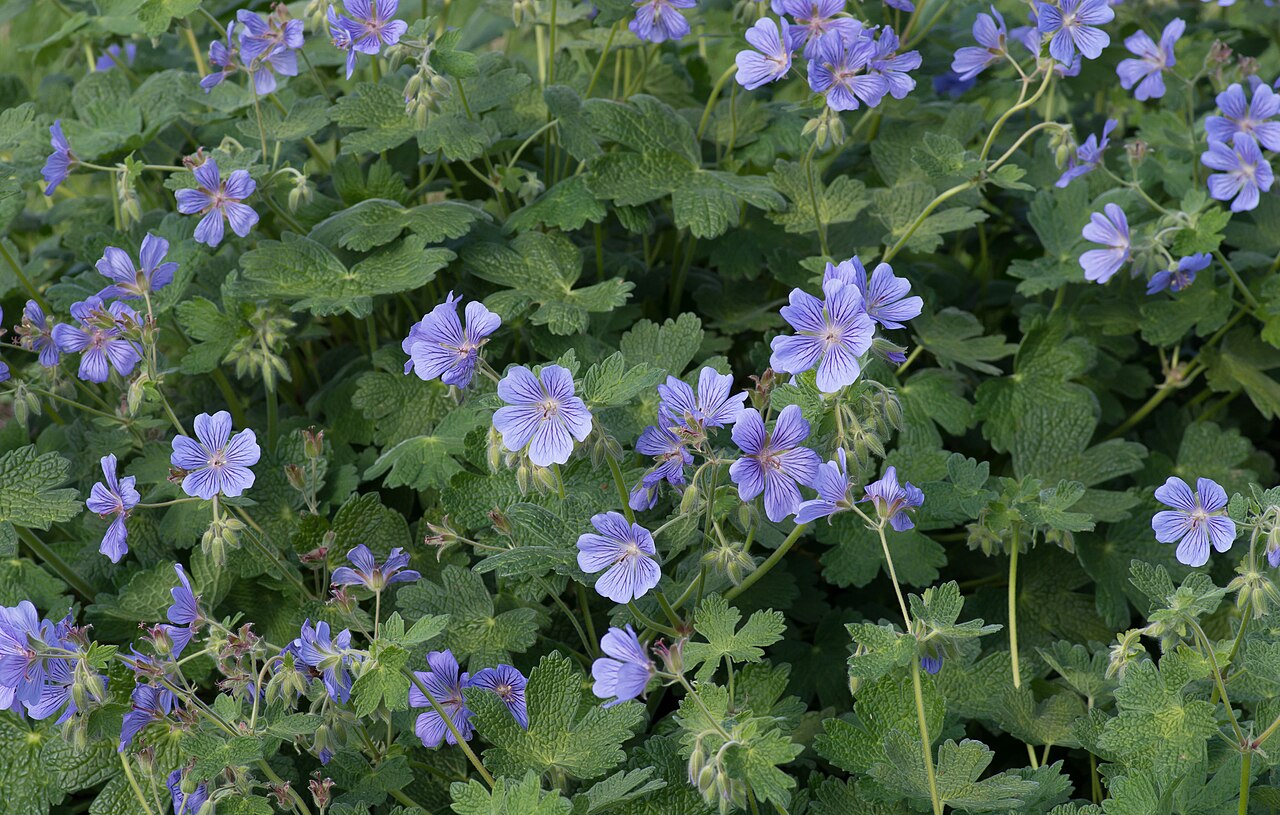 Geranium peloponesiacum: Geranium peloponnesiacum - Kew Gardens