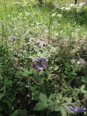 Geranium platyanthum (Geranium platyanthum)