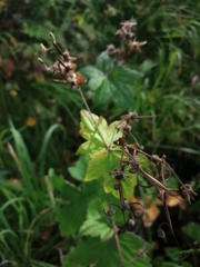Geranium platyanthum (Geranium platyanthum)