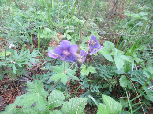 Geranium platyanthum (Geranium platyanthum)