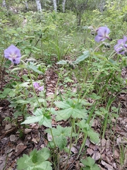 Geranium platyanthum (Geranium platyanthum)