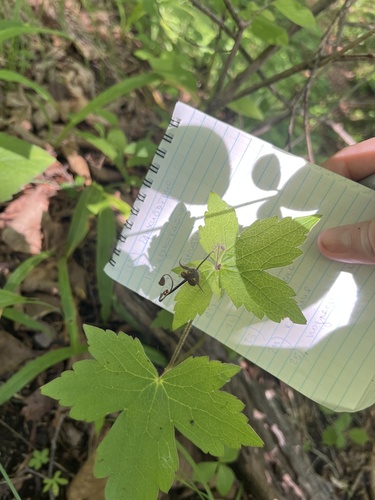Geranium platyanthum (Geranium platyanthum)