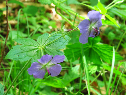 Geranium platyanthum (Geranium platyanthum)