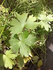 Geranium platyanthum (Geranium platyanthum)