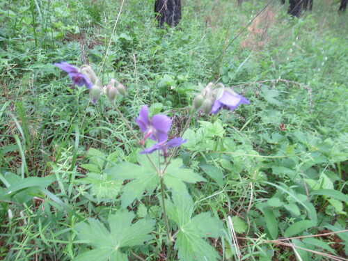 Geranium platyanthum (Geranium platyanthum)