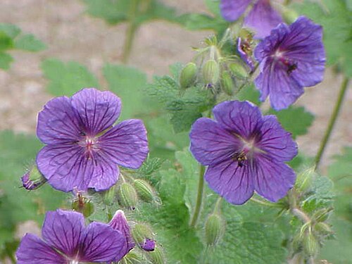 Geranium platypetalum: Species : Geranium platypetalum Family : Geraniaceae Image No. 2