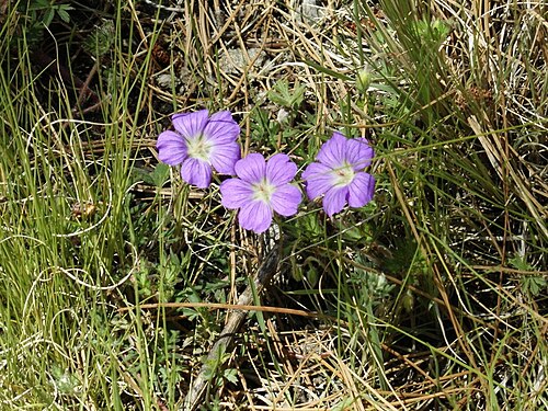 Geranium potentillifolium: Geranium potentillifolium. Species of plant.