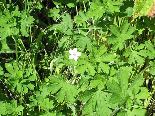 Cinquefoil geranium: Geranium potentilloides at Point Reyes National Seashore - Palomarin to Alamera Falls on Coast Trail (Marin County, California, US). "Photos copyrighted as, "Ro