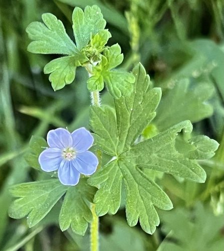 Cinquefoil geranium (Geranium potentilloides)