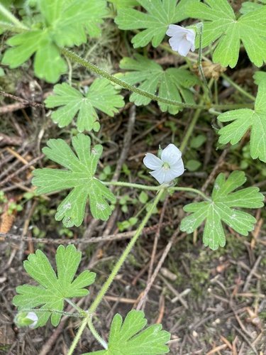 Cinquefoil geranium (Geranium potentilloides)