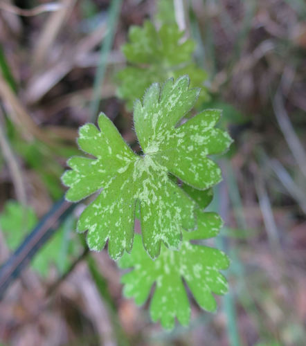 Cinquefoil geranium (Geranium potentilloides)