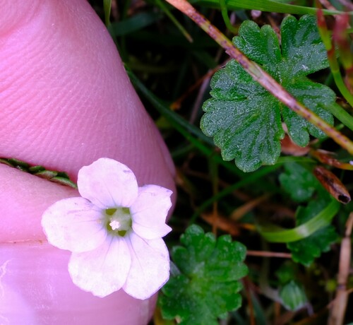 Cinquefoil geranium (Geranium potentilloides)