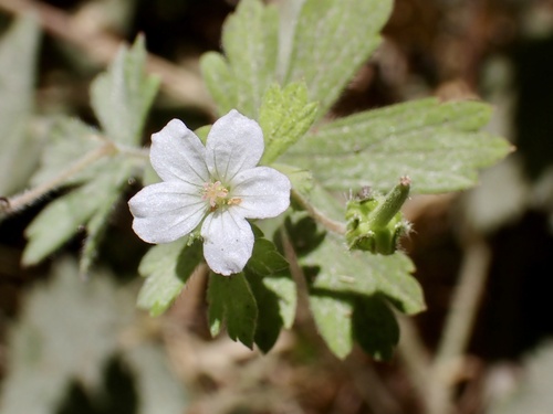 Cinquefoil geranium (Geranium potentilloides)