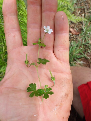 Cinquefoil geranium (Geranium potentilloides)