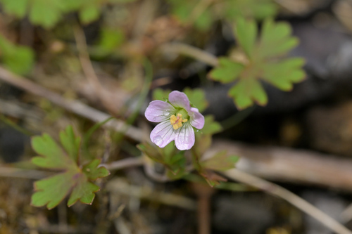Cinquefoil geranium (Geranium potentilloides)