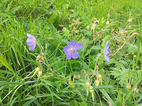 Meadow geranium: Géranium des prés dans l'herbe à llkirch-Graffenstaden .