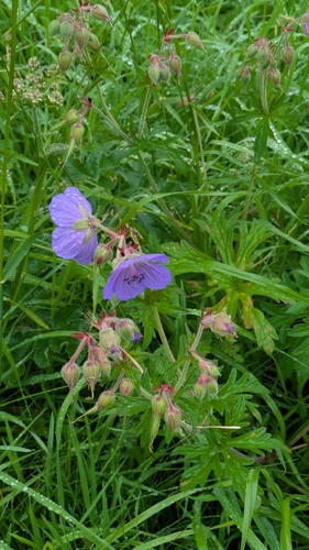 Meadow geranium (Geranium pratense)