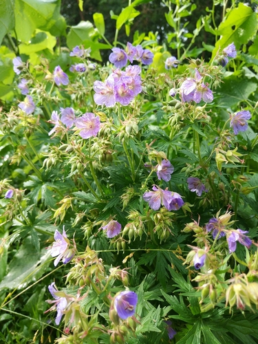 Meadow geranium (Geranium pratense)