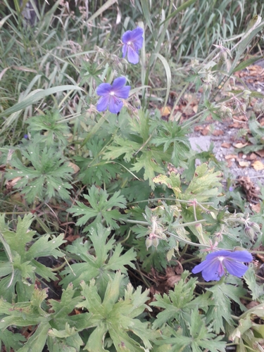 Meadow geranium (Geranium pratense)