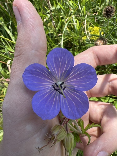 Meadow geranium (Geranium pratense)