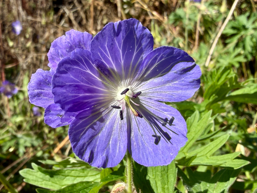 Meadow geranium