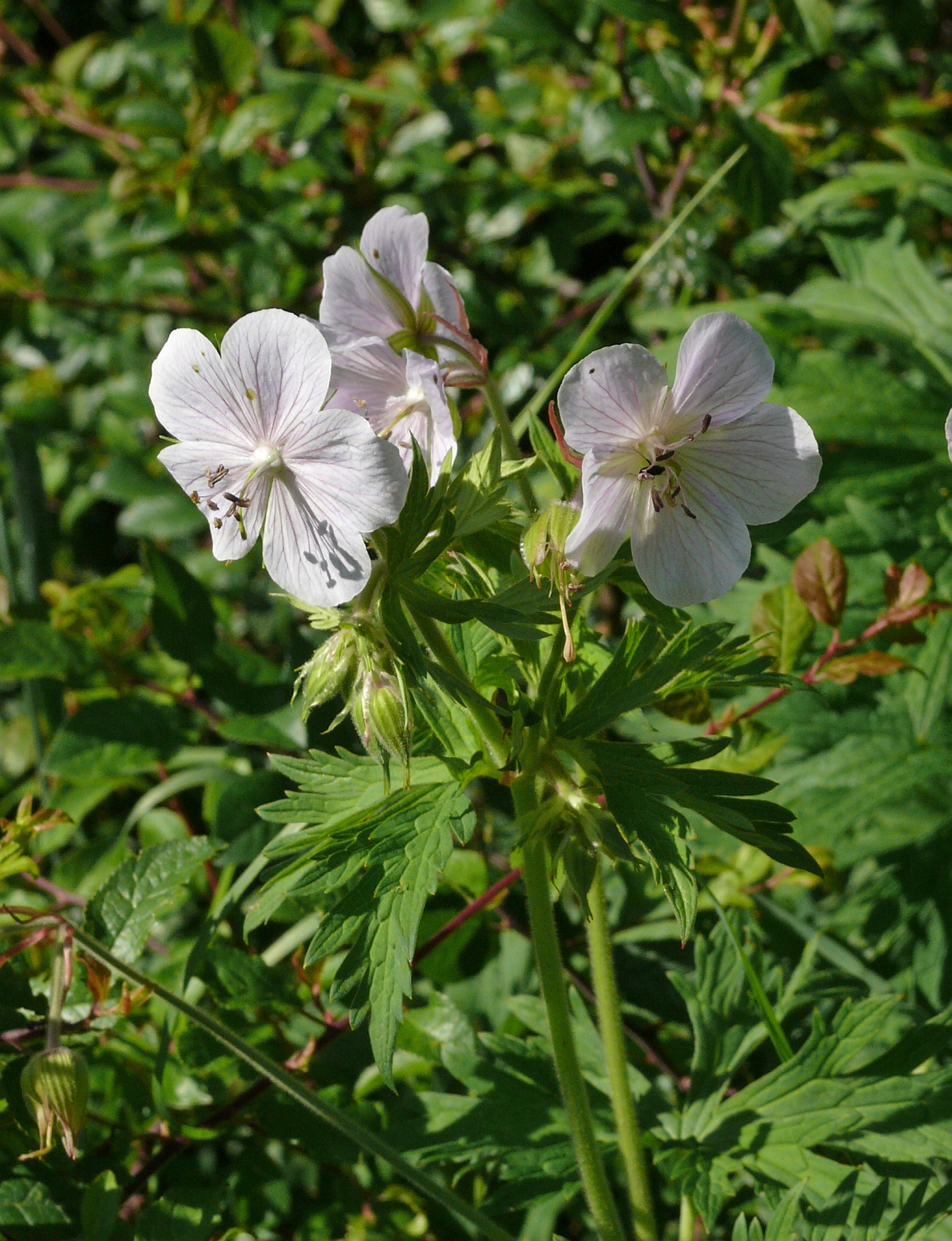Meadow geranium: Geranium pratense , Hohenlohe, Germany