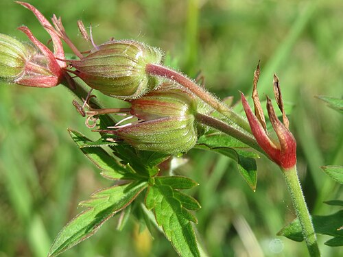 Meadow geranium: Wiesen-Storchschnabel ( Geranium pratense ) am Staden in Saarbrücken