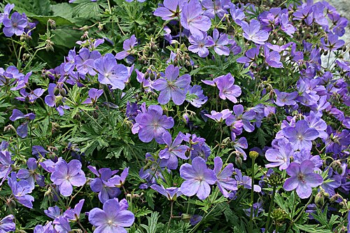 Meadow geranium: Geranium pratense