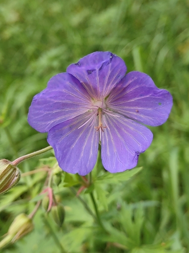 Meadow geranium (Geranium pratense)