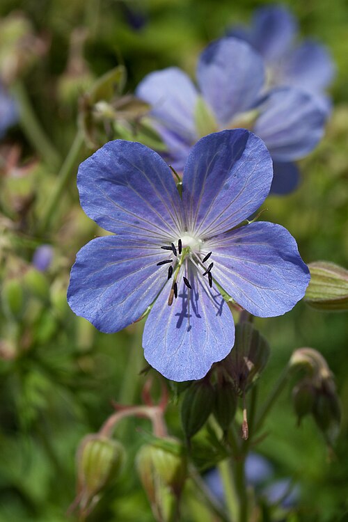 Meadow geranium: G. pratense (Meadow Cranesbill) photographed in the gardens of Forde Abbey , Somerset, UK. This flower may be a hybrid.