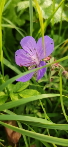 Meadow geranium (Geranium pratense)