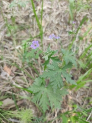 Geranium pseudosibiricum (Geranium pseudosibiricum)