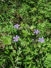 Geranium pseudosibiricum (Geranium pseudosibiricum)