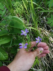 Geranium pseudosibiricum (Geranium pseudosibiricum)